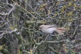 20211010_Daurische Klauwier_Texel